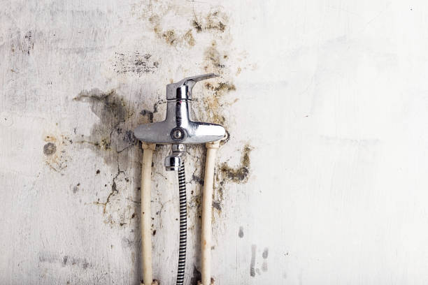 Best Affordable Mold Removal  in North Fork, AZ