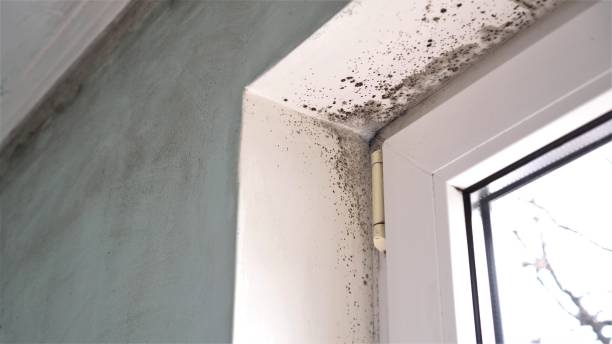 Best Best Mold Removal Companies  in North Fork, AZ