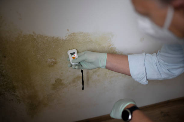 Best Toxic Mold Removal  in North Fork, AZ