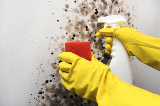 Best Mold Removal and Inspection  in North Fork, AZ