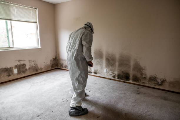 Best Toxic Mold Removal  in North Fork, AZ