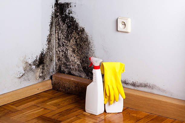 Mold Testing and Removal in North Fork, AZ