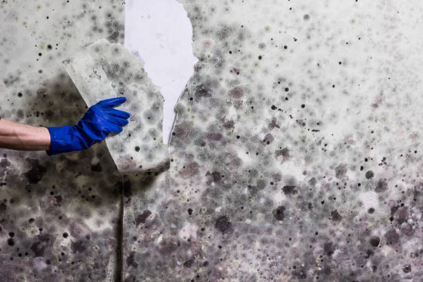 Best Mold Remediation  in North Fork, AZ