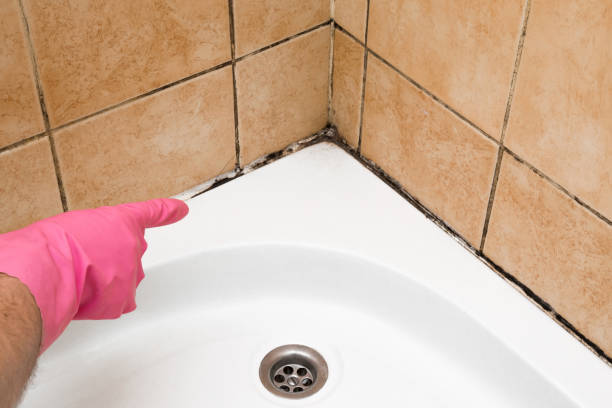 Best Certified Mold Removal  in North Fork, AZ