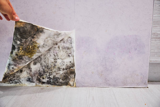 Best Toxic Mold Removal  in North Fork, AZ